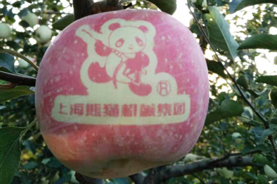 上海熊猫印字苹果
