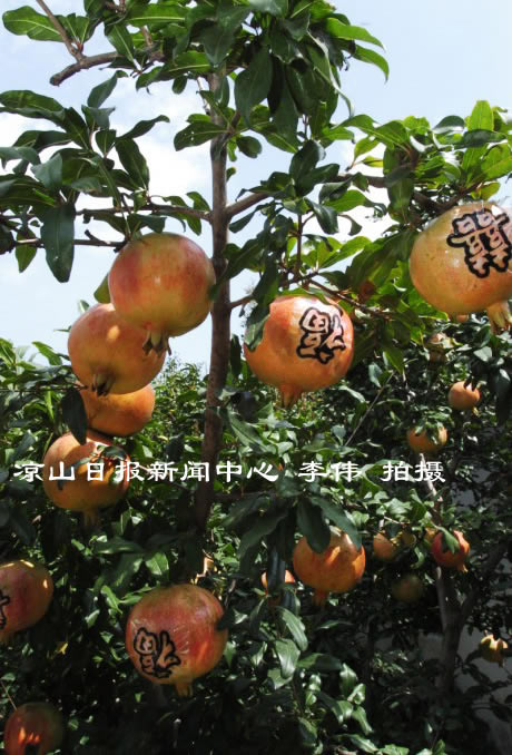 石榴带字字帖
