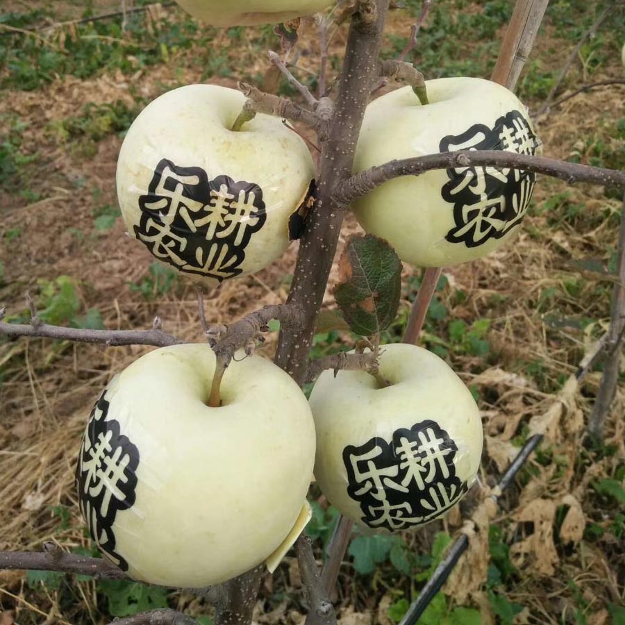 乐耕农业苹果