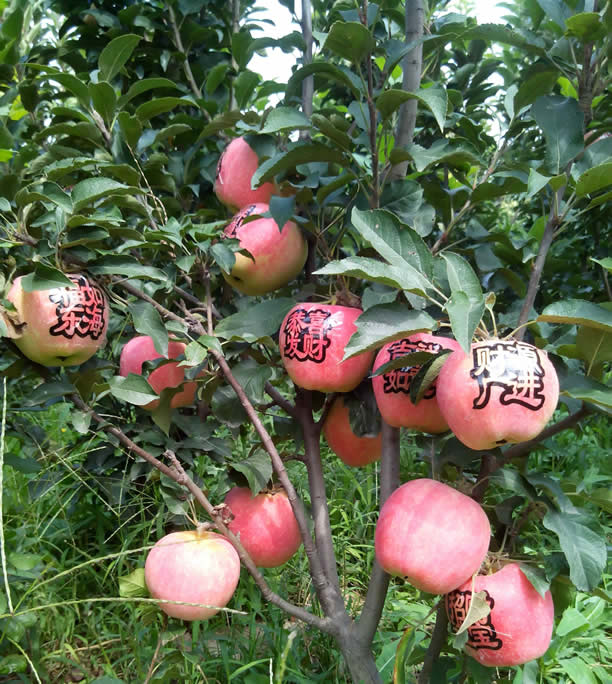 恭喜发财苹果