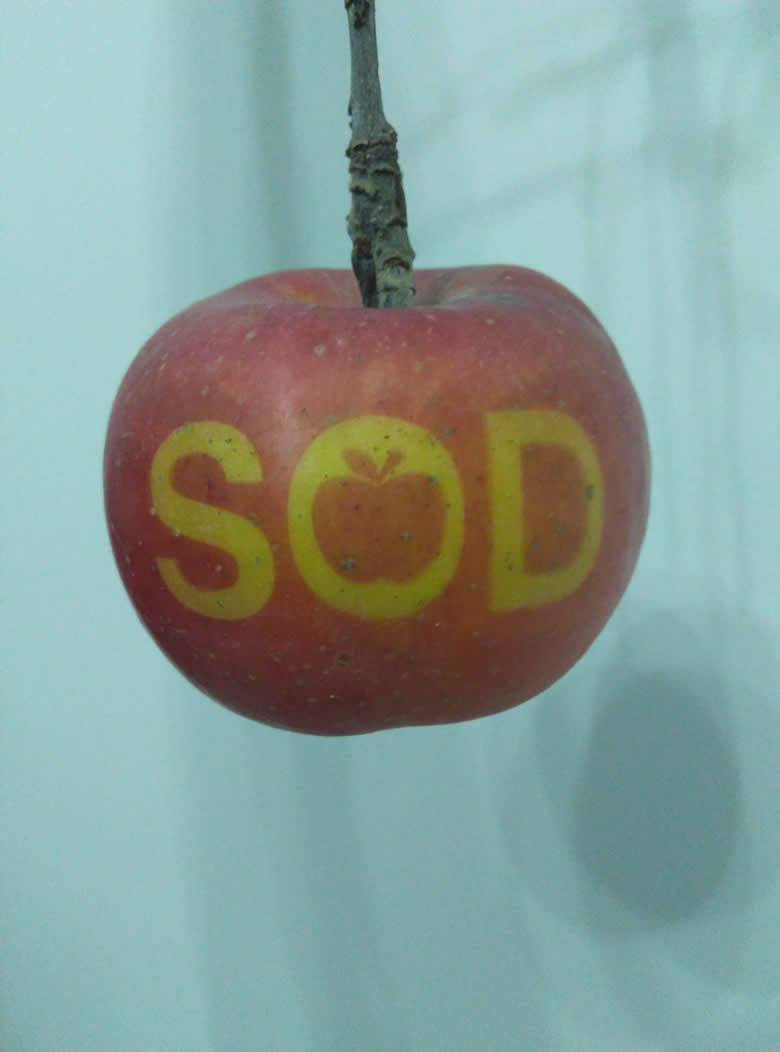 SOD苹果
