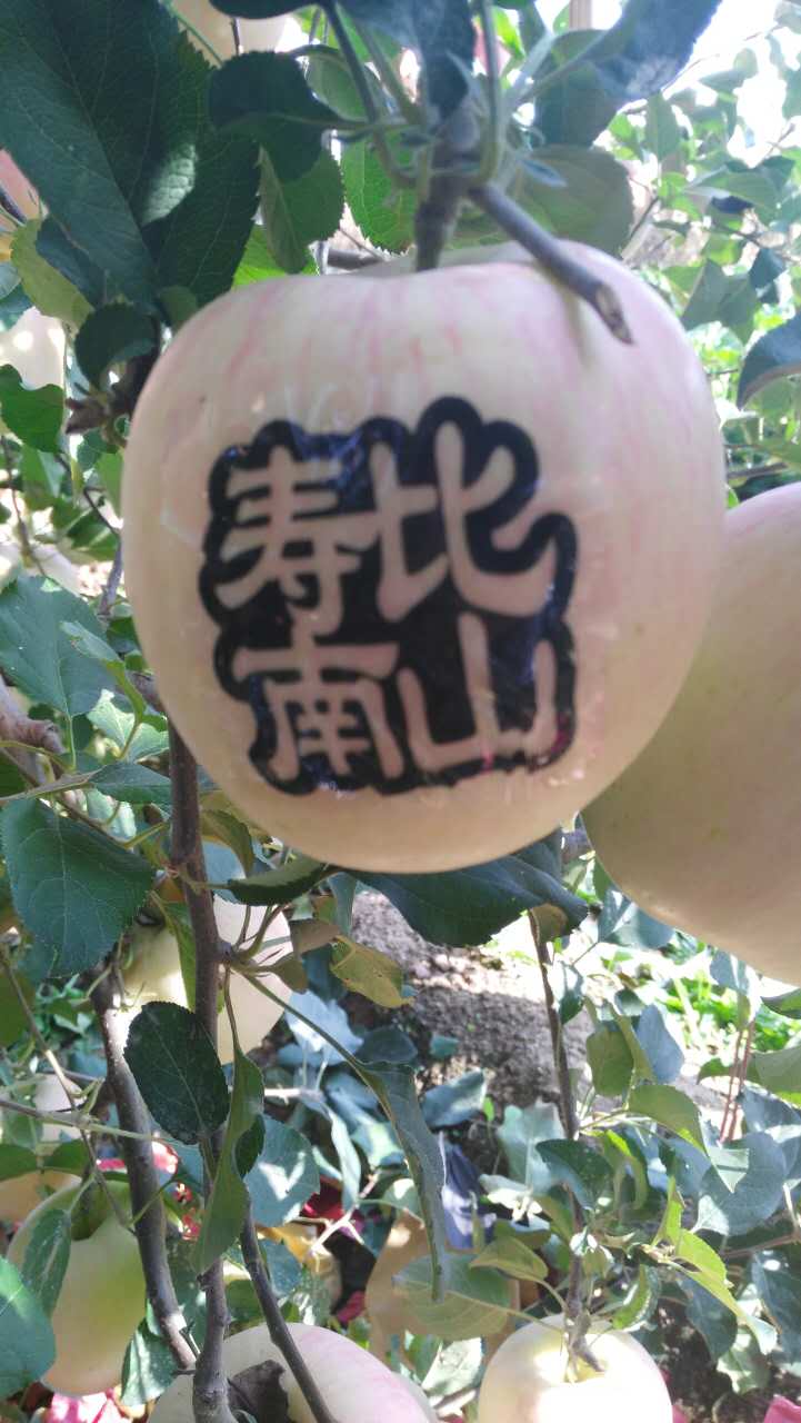 寿比南山苹果