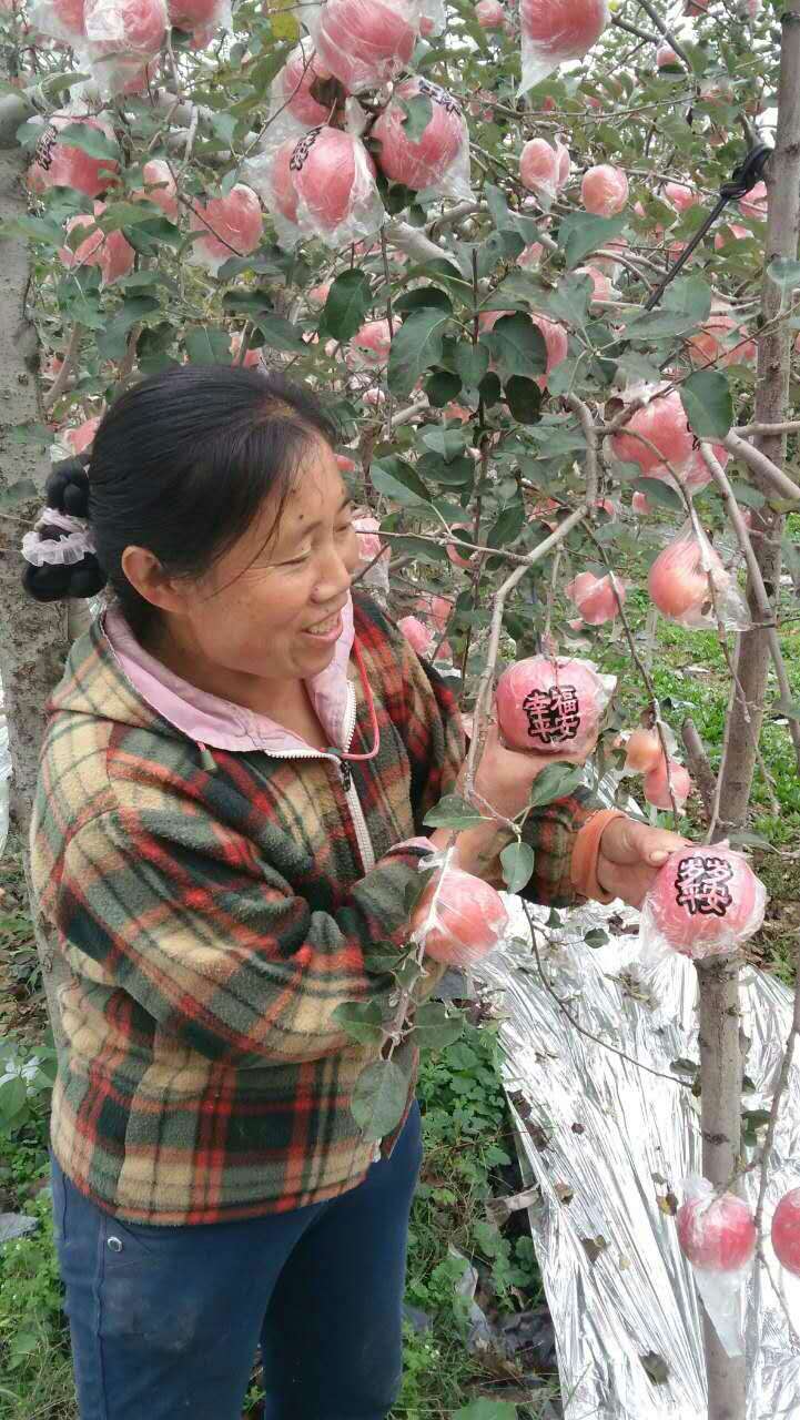 赵红梅苹果园