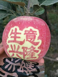 辰时果贴实拍