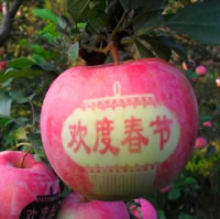 辰时果贴实拍