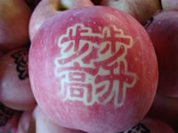 辰时果贴实拍