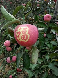 辰时果贴实拍