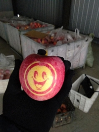 辰时果贴实拍