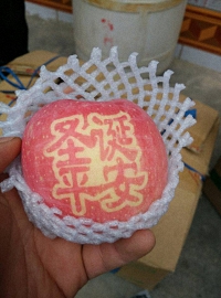 辰时果贴实拍