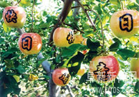 辰时果贴实拍