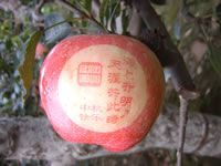 辰时果贴实拍