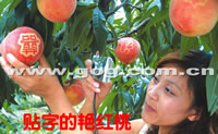辰时果贴实拍