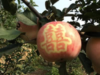 辰时果贴实拍