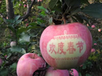 辰时果贴实拍