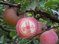辰时果贴实拍
