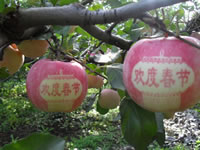 辰时果贴实拍