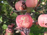 辰时果贴实拍