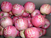 辰时果贴实拍