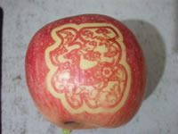 辰时果贴实拍
