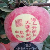 辰时果贴实拍