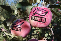 辰时果贴实拍
