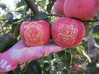 辰时果贴实拍