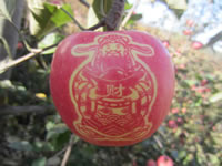 辰时果贴实拍
