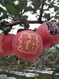 辰时果贴实拍