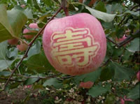 辰时果贴实拍
