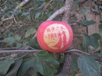 辰时果贴实拍