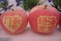 辰时果贴实拍