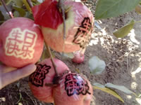 辰时果贴实拍