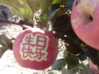 辰时果贴实拍