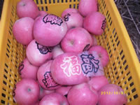 辰时果贴实拍