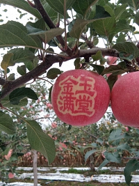辰时果贴实拍