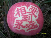 辰时果贴实拍