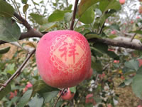 辰时果贴实拍