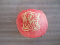 辰时果贴实拍