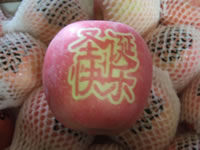 辰时果贴实拍