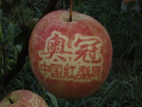 辰时果贴实拍