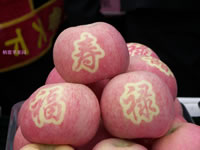 辰时果贴实拍