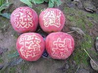 辰时果贴实拍