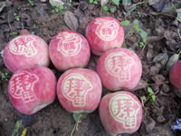 辰时果贴实拍