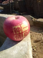 辰时果贴实拍