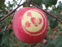 辰时果贴实拍
