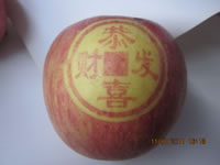 辰时果贴实拍