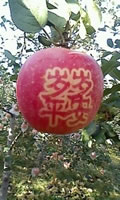 辰时果贴实拍