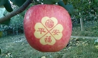 辰时果贴实拍