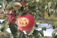 辰时果贴实拍