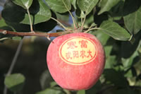 辰时果贴实拍